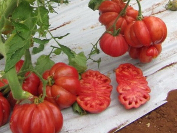 Ricciolo F1, rajčica 250 sj.